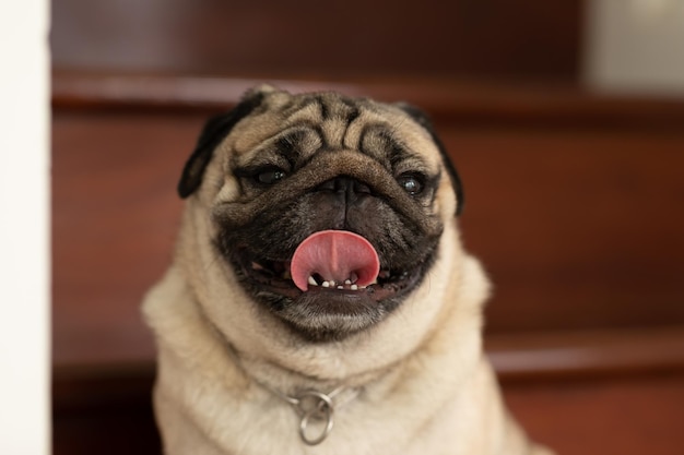 Foto retrato de um cão em close-up