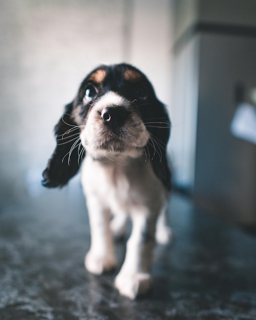 Retrato de um cão em close-up