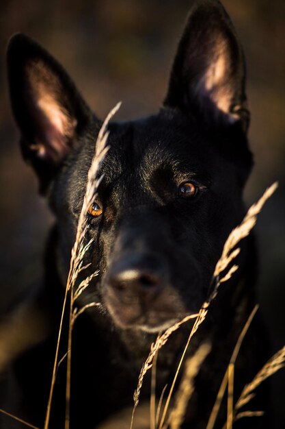 Foto retrato de um cão em close-up