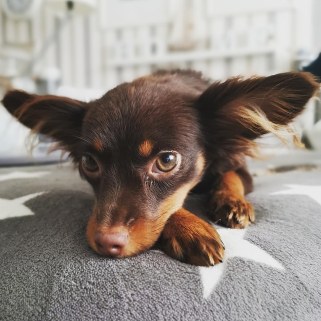 Foto retrato de um cão em close-up