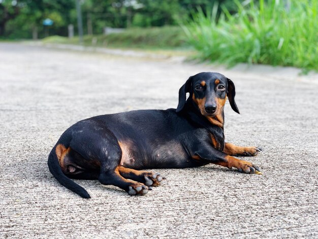 Foto retrato de um cão em repouso