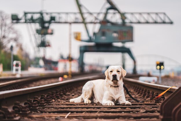 Foto retrato de um cão em trilhos de trem labrador retriever