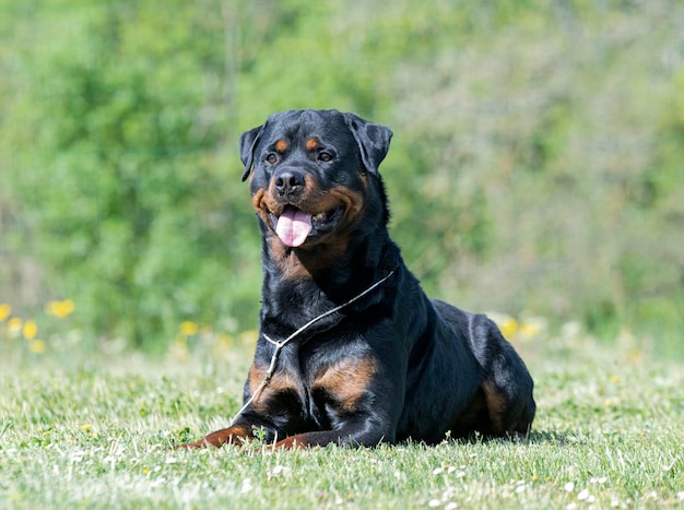 Foto retrato de um cão em um campo gramado