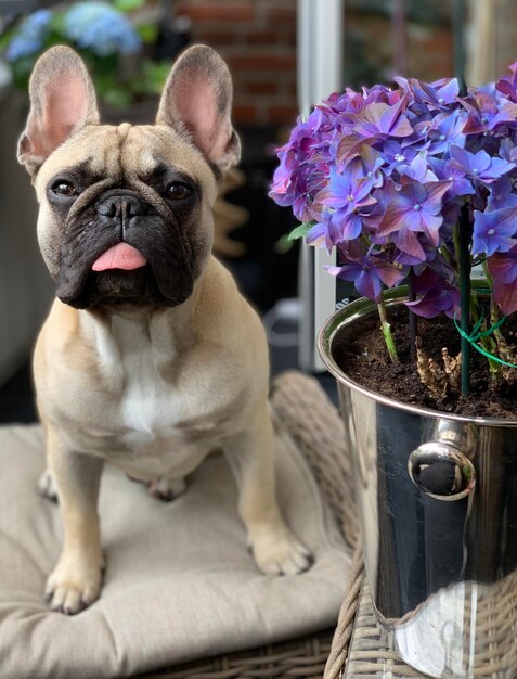 Retrato de um cão em um pote