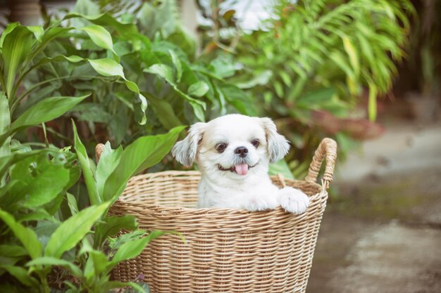 Foto retrato de um cão em uma cesta