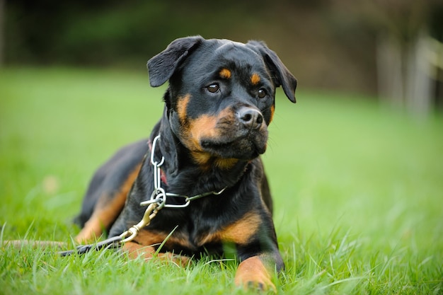 Retrato de um cão em uma pastagem