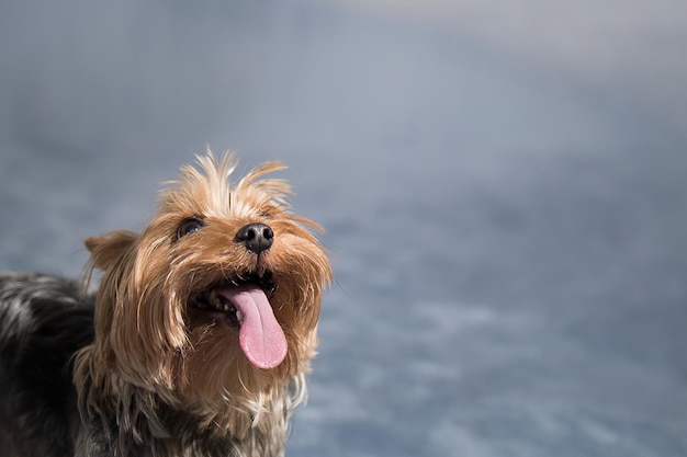 Retrato de um cão engraçado de York Terrier com espaço vazio para uma inscrição