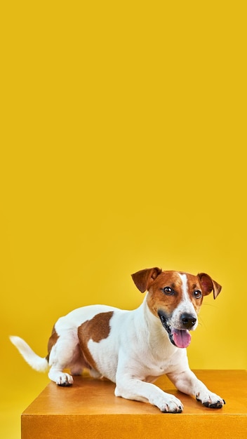Retrato de um cão engraçado e bonito, o Jack Russell Terrier.