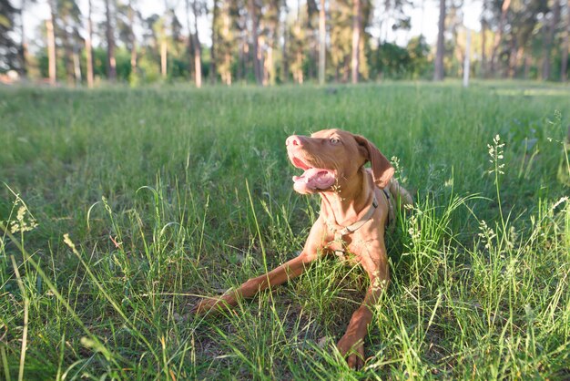 Retrato de um cão enlatado que encontra-se na grama verde contra o parque. Magyar vizsla.