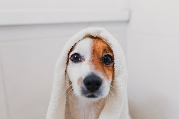 Retrato de um cão enrolado em uma toalha enquanto estava sentado no chão em casa