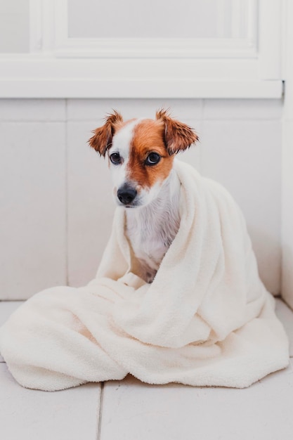 Retrato de um cão enrolado em uma toalha enquanto estava sentado no chão em casa