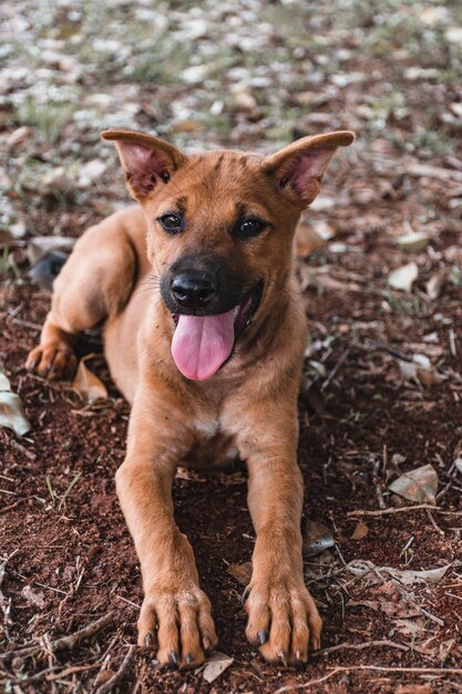 Foto retrato de um cão estendendo a língua no campo