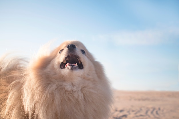 Retrato de um cão fofo bonito bonito do Pomeranian Spitz com boca aberta. Cachorrinho feliz sorrindo na praia, areia no céu claro.