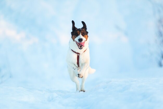 Retrato de um cão fofo de raça misturada correndo na neve no campo