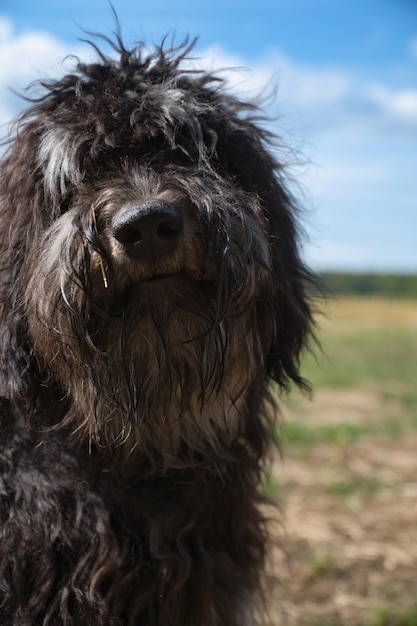 Retrato de um cão Goldendoodle macio e encaracolado casaco castanho-claro longo Cão