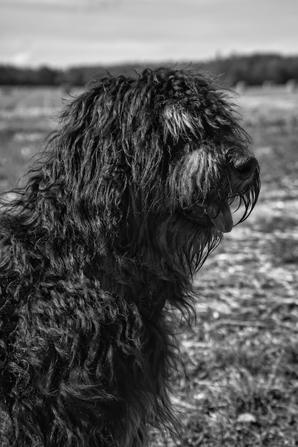 Retrato de um cão Goldendoodle, macio e encaracolado, longo, preto e castanho claro, cão