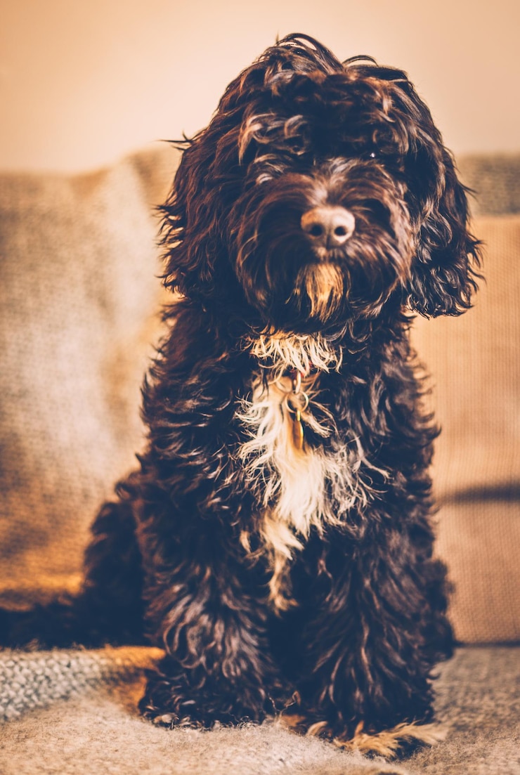 Foto retrato de um cão havanês sentado no sofá em casa