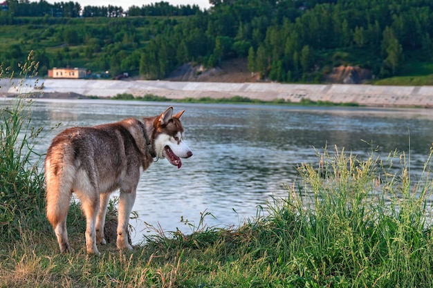 Retrato de um cão husky sorridente em uma caminhada em uma noite ensolarada