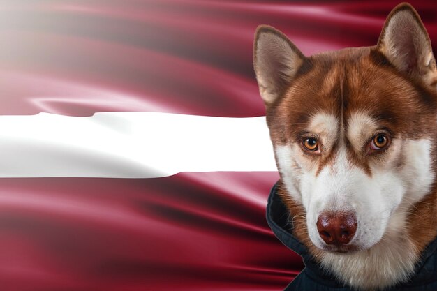 Retrato de um cão husky vermelho no fundo da bandeira nacional da Letônia