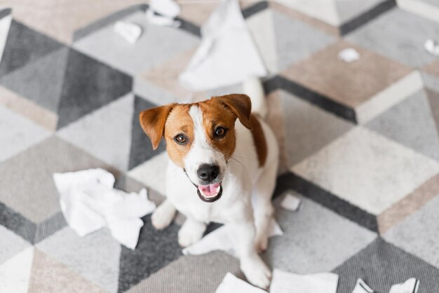 Foto retrato de um cão jack russell terrier destruindo os documentos em casa.