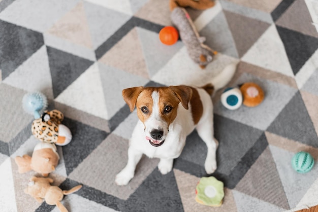 Retrato de um cão Jack Russell Terrier que estragou os brinquedos em casa.