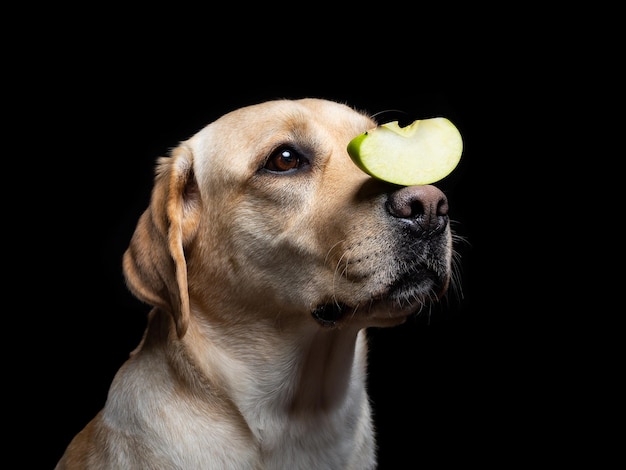 Retrato de um cão Labrador Retriever com uma fatia de maçã no nariz Ele posa contra um fundo preto isolado