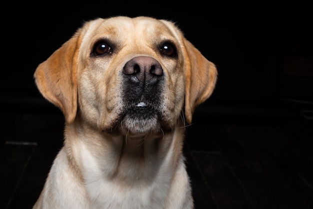 Retrato de um cão labrador retriever em um fundo preto isolado