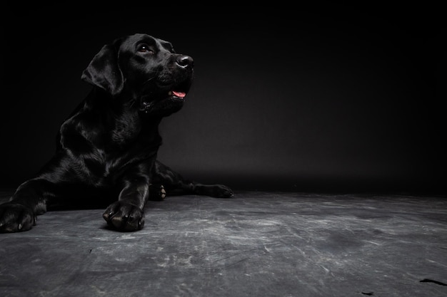 Retrato de um cão labrador retriever em um fundo preto isolado