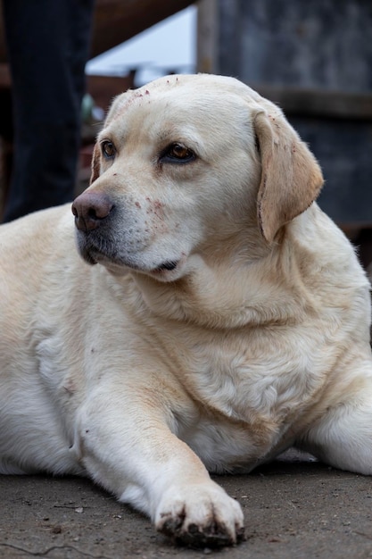 Retrato de um cão labrador triste