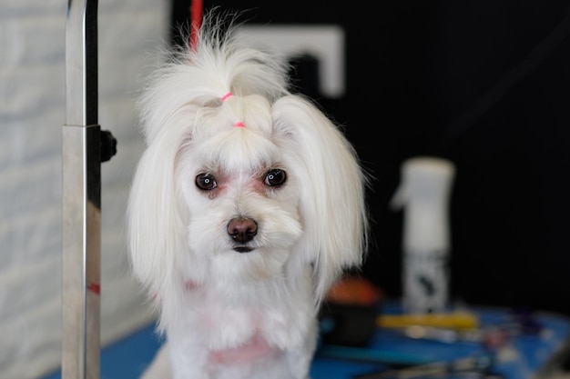 Retrato de um cão maltês após um corte de cabelo com uma cauda de cabelo na cabeça closeup
