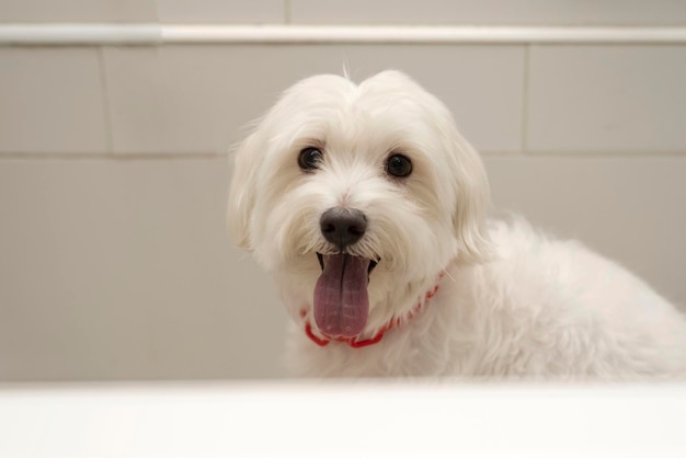 Retrato de um cão maltês branco