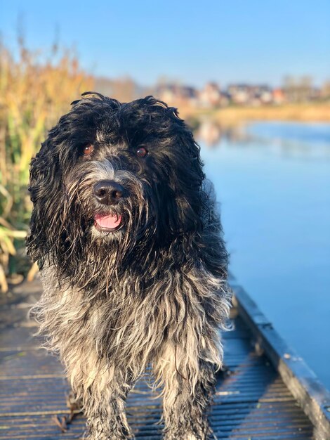 Retrato de um cão na água