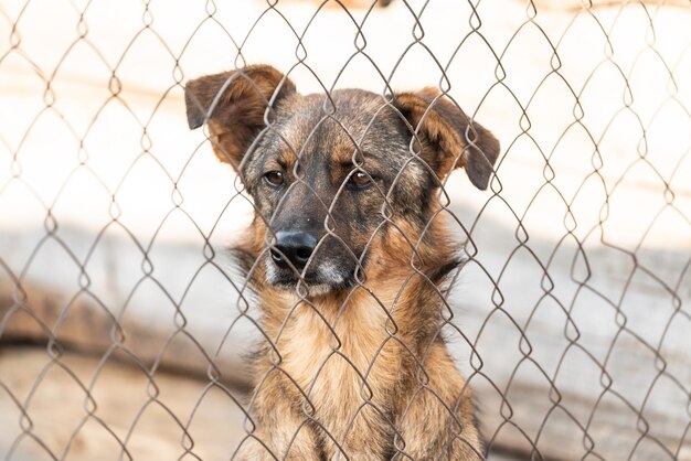 Foto retrato de um cão na cerca de liga de cadeia