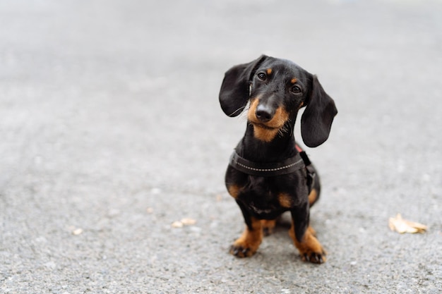 Foto retrato de um cão na estrada