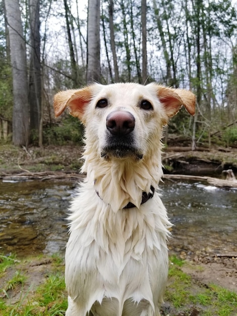 Foto retrato de um cão na floresta