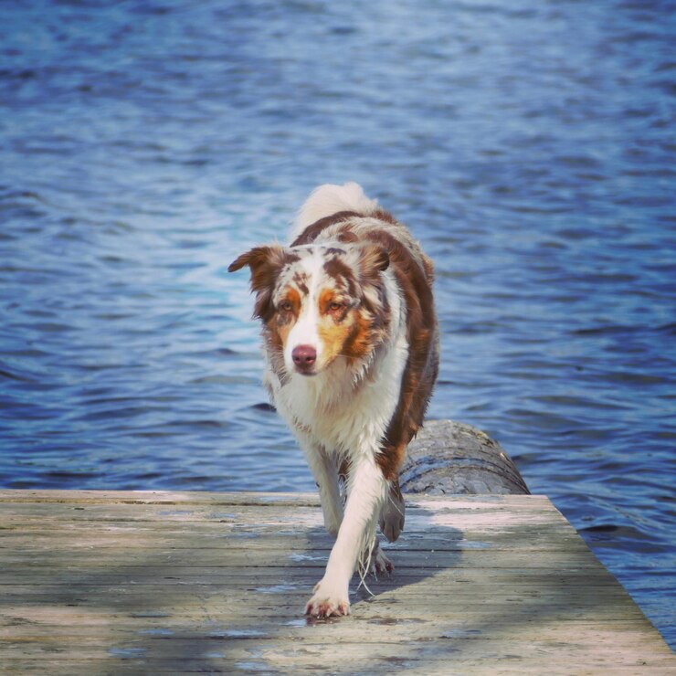 Foto retrato de um cão na praia