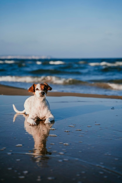 Retrato de um cão na praia