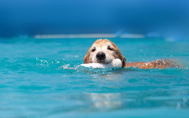 Foto retrato de um cão nadando na piscina