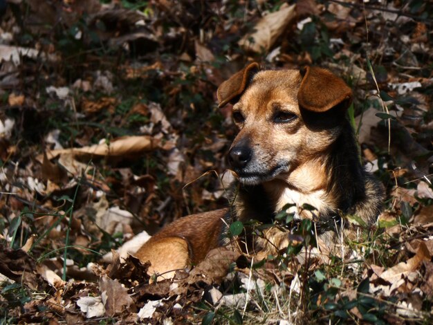 Foto retrato de um cão no campo durante o outono