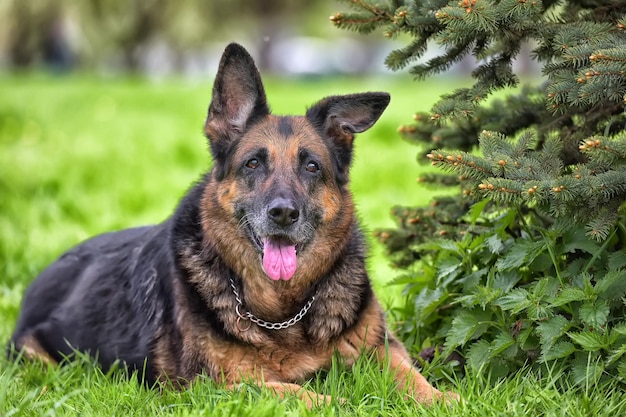 Retrato de um cão no campo