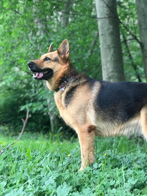 Foto retrato de um cão no campo