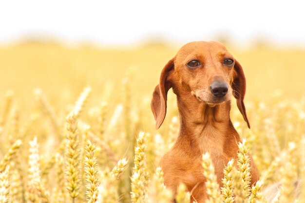 Foto retrato de um cão no campo