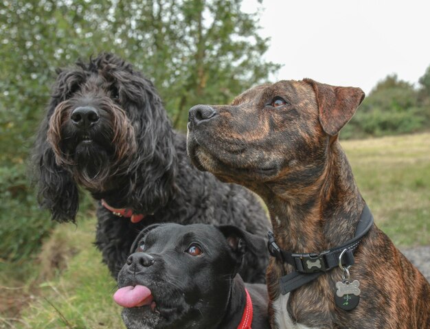 Retrato de um cão no campo