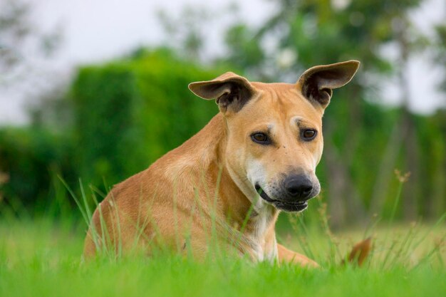 Retrato de um cão no campo