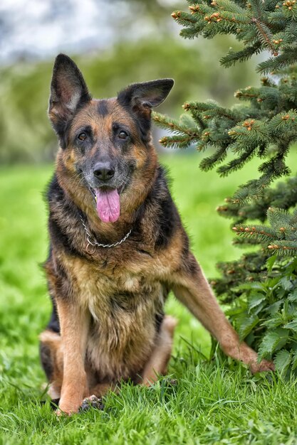 Foto retrato de um cão no campo
