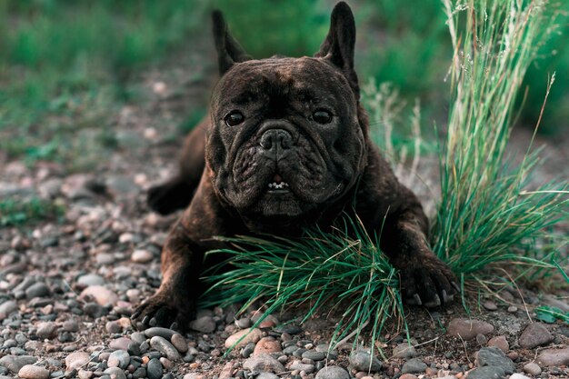 Foto retrato de um cão no campo