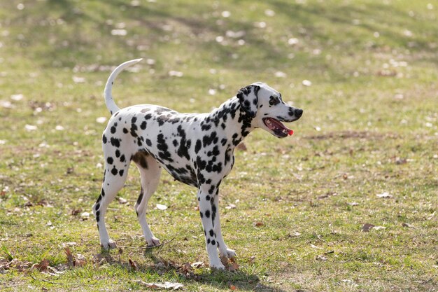 Foto retrato de um cão no campo