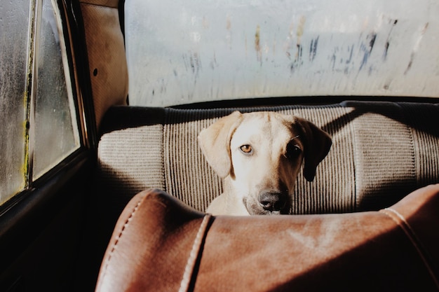 Retrato de um cão no carro
