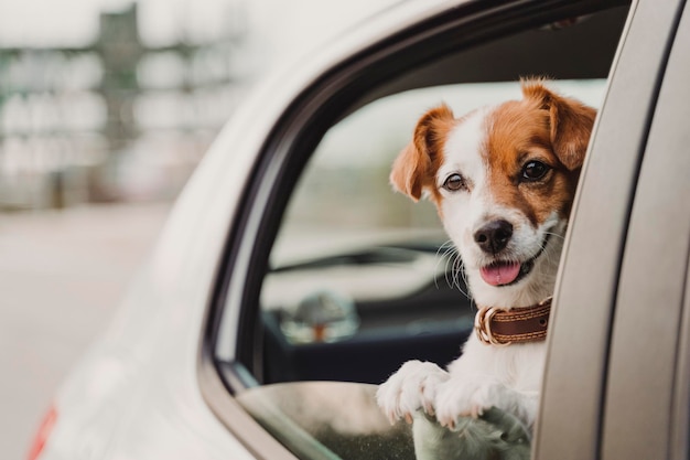 Retrato de um cão no carro
