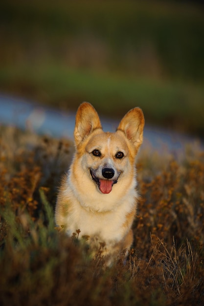Retrato de um cão no meio de um campo
